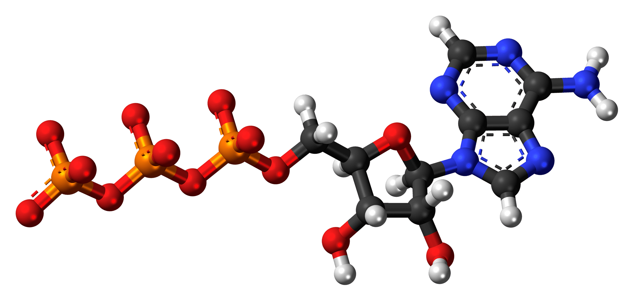 Adenosine triphosphate (ATP)